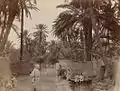 Sidi Okba Oasis, 1930