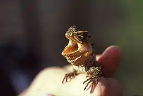 Enyalioides palpebralis