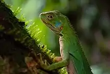 Lagarto verde encontrado em trilha (Enyalius iheringii)