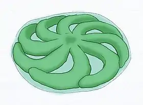 Eoandromeda, animal da fauna ediacarana.