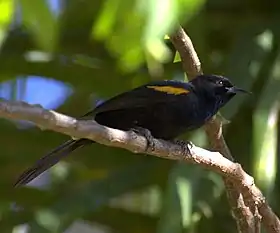 Icterus pyrrhopterus em Serra Negra (São Paulo), Brasil.