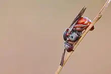 Epeoloides_coecutiens_02