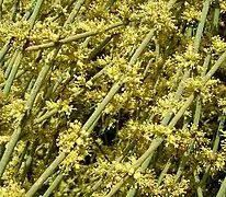 Cones masculinos de Ephedra fragilis (cones de pólen).