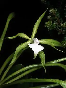 Flor de Epidendrum philocremnum