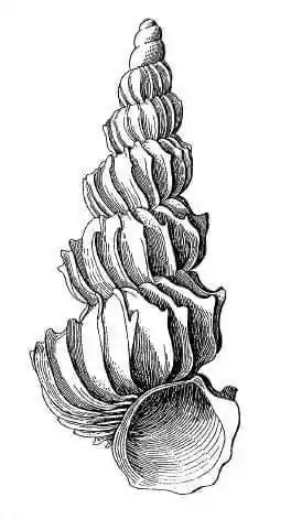 Epitonium bellicosum Hedley, 1907, espécie do sudeste da Austrália (NSW, Vitória) e da Tasmânia.