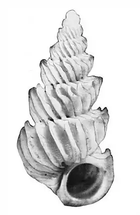 Concha do holótipo de Epitonium heloris (Iredale, 1936); espécime da coleção do Museu Australiano, em Nova Gales do Sul.