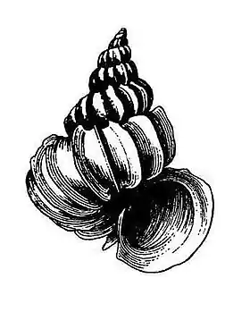 Epitonium krebsii (Mörch, 1875), espécie do golfo do México e mar do Caribe à região sudeste do Brasil.