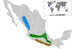 Distribuição da Cardellina rubraazul = ssp. melanauris verde = ssp. rubracastanho = ssp. rowleyi