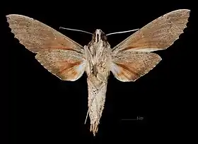 Erinnyis ello♂ △