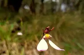 Eriochilus cucullatus