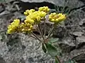 Eriogonum umbellatum var. hypoleium
