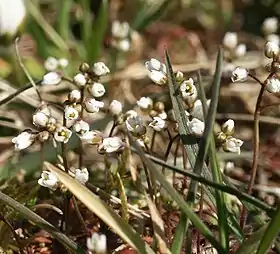 Erophila verna com as pétalas fechadas