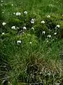 Eriophorum vaginatum