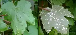 Eríneos causados por Eriophyes vitis.