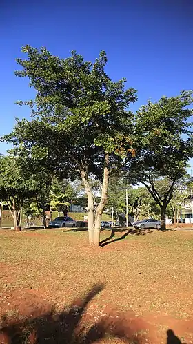 E. candolleana do IE unicamp, Campinas - SP, Brasil.