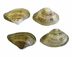 Vista dorsal de quatro valvas de E. mactroides coletadas em Canelones, Uruguai. Cortesia da imagem: Smithsonian Institution.