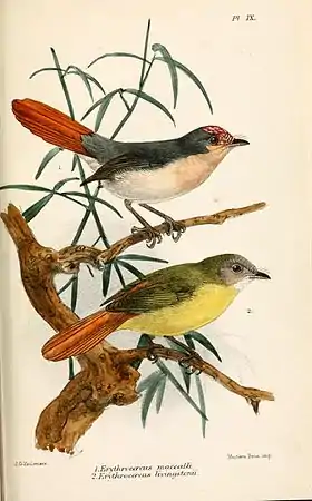 Erythrocercus mccallii (acima); Erythrocercus livingstonei (abaixo)
