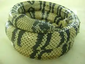 Erythrolamprus bizona