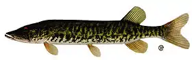 Esox americanus vermiculatus