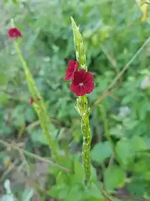 Foto: Nestor Sicolo. Floresta Nacional de Açu - RN.