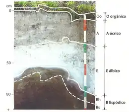 Espodossolo FerriHumilúvico e horizontes diagnósticos (Lepsch, 2010)