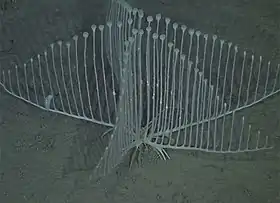 Chondrocladia lyra em seu habitat natural. Foto de MBARI, 2012.