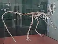 Esqueleto de terópode (Santanaraptor placidus).