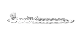 Esquema de Uncispio hartmanae mostrando as três regiões do corpo em visão lateral (adaptado de Beesley, Ross & Glasby, 2000)