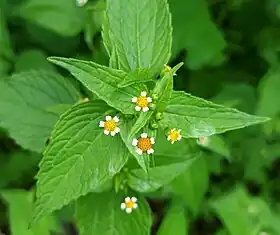 Galinsoga parviflora