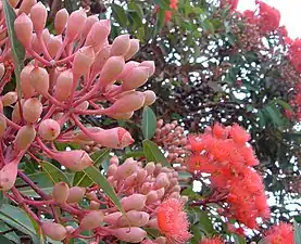 Antese de Corymbia ficifolia.