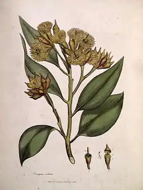 E.&nbsp;robusta por James Sowerby, de James Edward Smith's 1793 A Specimen of the Botany of New Holland