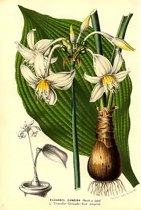 Eucharis candida