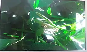 Euchistus heros em planta de soja (centro da imagem)