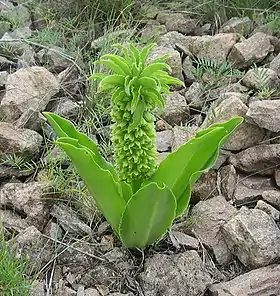 Eucomis bicolor