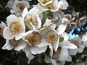 Eucryphia cordifolia