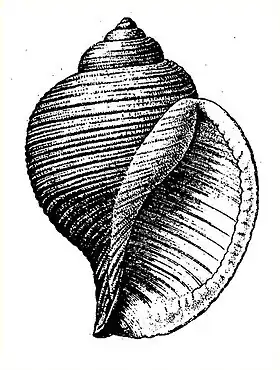 Ilustração de uma concha da espécie Eudolium crosseanum (Monterosato, 1869), retirada da obra de Dall, W.H. (1889), de onde fora feita a descrição original deste gênero.