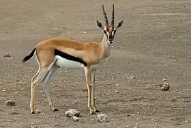 Gazela-de-thomson (Eudorcas thomsonii)