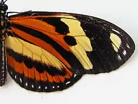 A asa direita da borboleta da espécie Eueides isabella, subespécie dianasa, um mimético de H. ethilla narcaea.