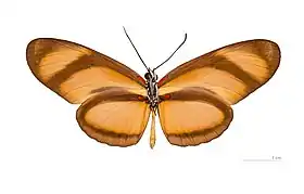 E. lybia, vista inferior.