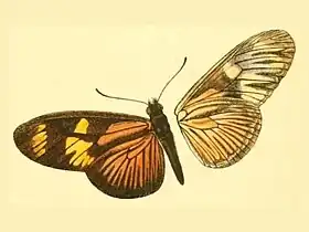 Ilustração do síntipo de E. pavana por Ménétriés, em 1857.