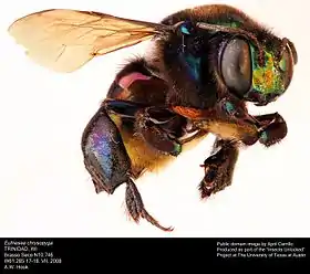 Eufriesea chrysopyga