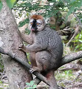 Eulemur rufus, Madagascar