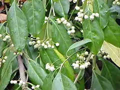 Euonymus fortunei.