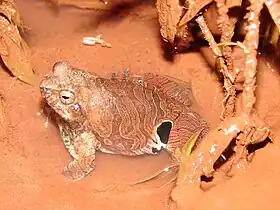 Rã-quatro-olhos (Physalaemus nattereri)