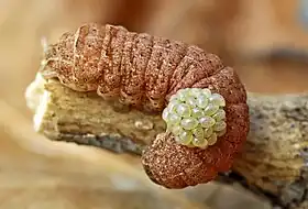 Larvas de Euplectrus sp. em uma lagarta da família Noctuidae