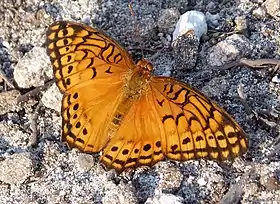 Fotografia da borboleta Euptoieta hegesia, um Argynnini da região neotropical das Américas.