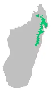 Área de distribuição do pássaro vanga-de-prévost (Euryceros prevostii) na ilha de Madagáscar.