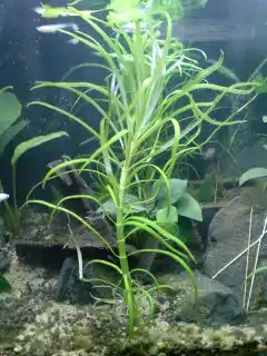 "Eusteralis stellata"