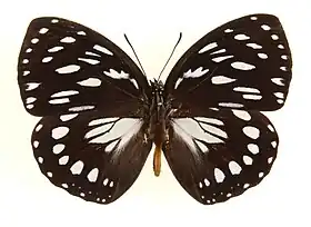 C. eurinome (ex Euxanthe eurinome), espécie-tipo do ex gênero Euxanthe.