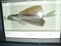 Peixe voador